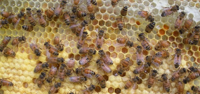 Honeybees tending brood in a natural hive